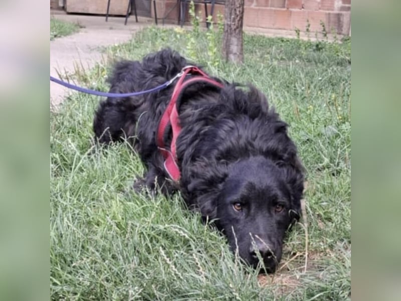 Gustav will lernen und rennen