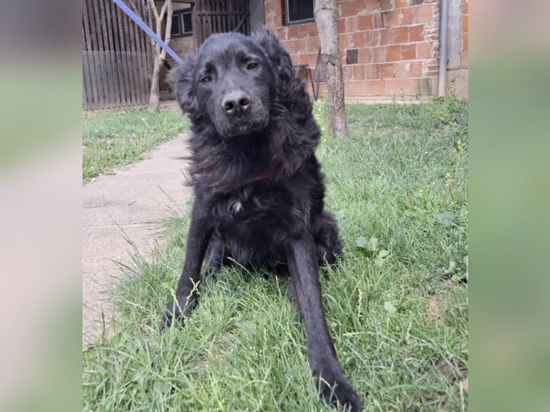 Gustav will lernen und rennen