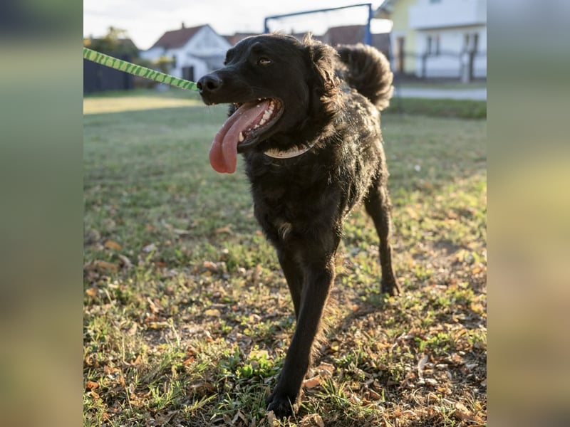 Gustav will lernen und rennen