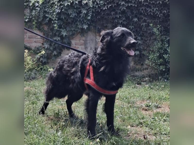 Gustav will lernen und rennen