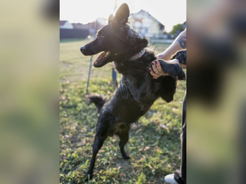 Gustav will lernen und rennen