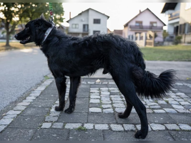 Gustav will lernen und rennen