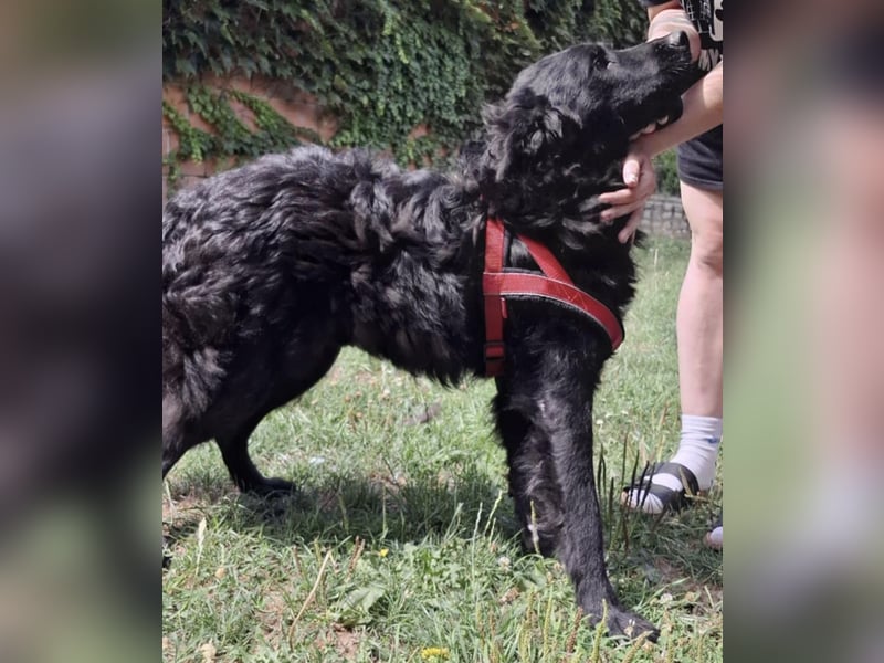 Gustav will lernen und rennen