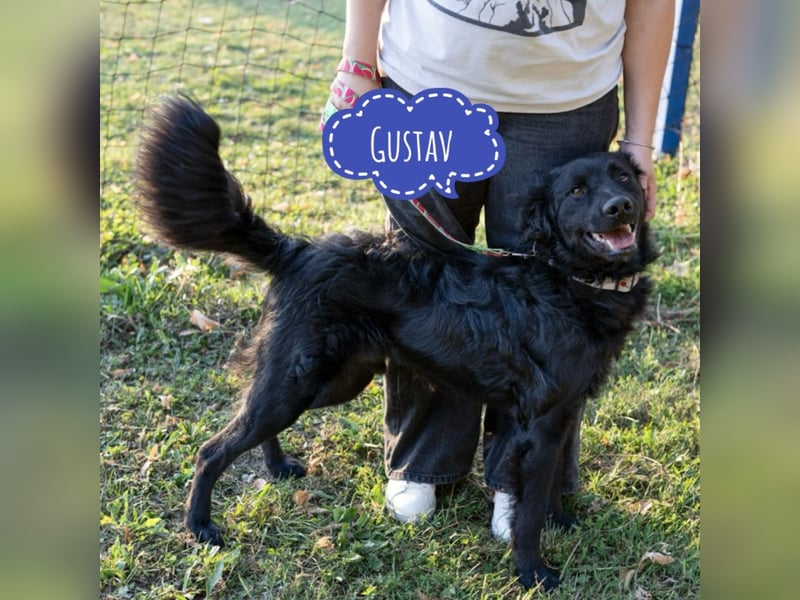 Gustav will lernen und rennen