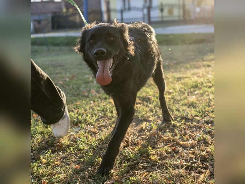 Gustav will lernen und rennen