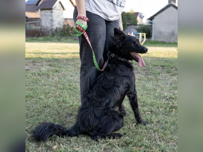 Gustav will lernen und rennen
