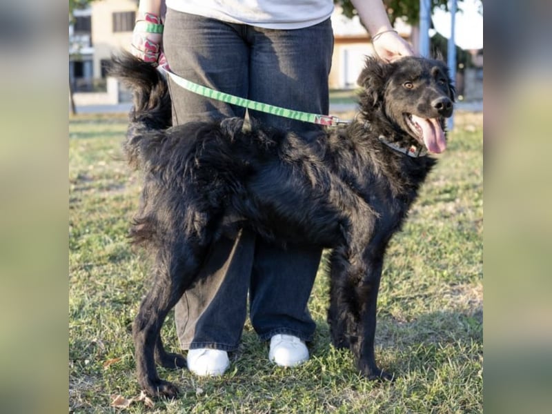 Gustav will lernen und rennen