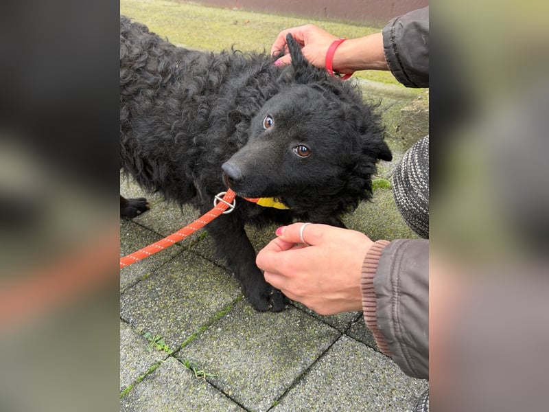 Kroatischer Schäferhund Viktor