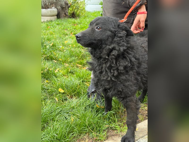 Kroatischer Schäferhund Viktor