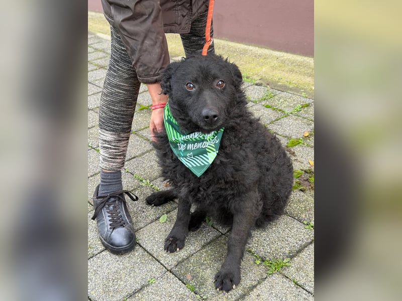 Kroatischer Schäferhund Viktor