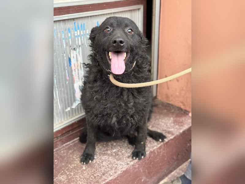 Kroatischer Schäferhund Viktor