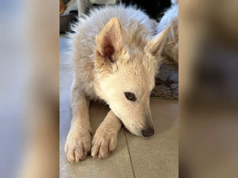 Oliver ❤️ wartet in 31621 Pennigsehl