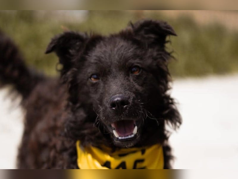 Kroat.Schäferhund LUCKY❤️bezaubernder Kuschelbär mit Köpfchen