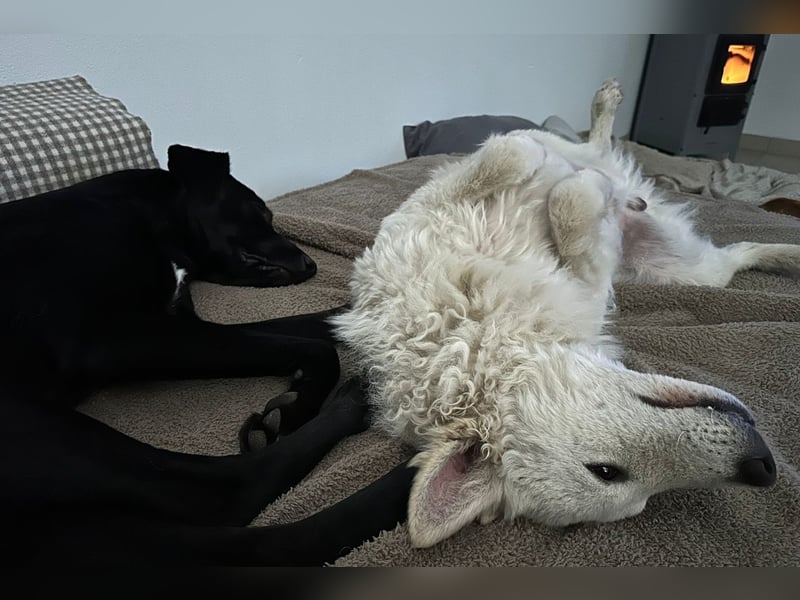 Oliver ❤️ wartet in 31621 Pennigsehl