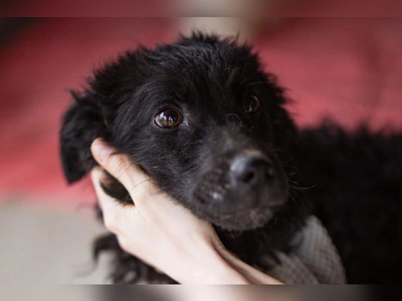 Kroat.Schäferhund LUCKY❤️bezaubernder Kuschelbär mit Köpfchen