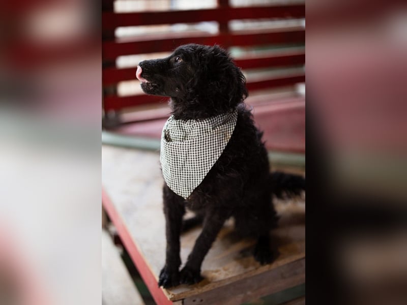 Kroat.Schäferhund LUCKY❤️bezaubernder Kuschelbär mit Köpfchen