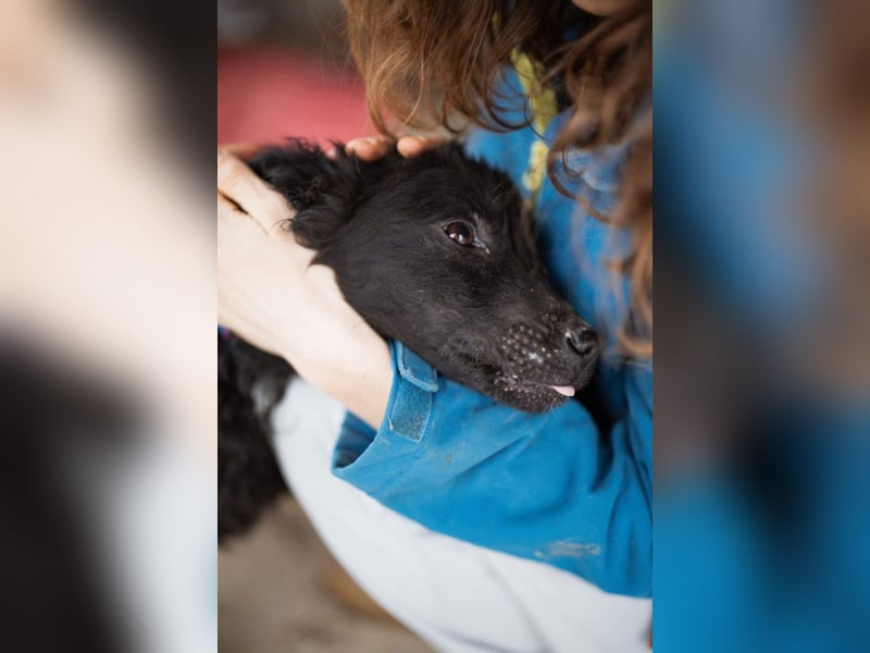 Kroat.Schäferhund LUCKY❤️bezaubernder Kuschelbär mit Köpfchen
