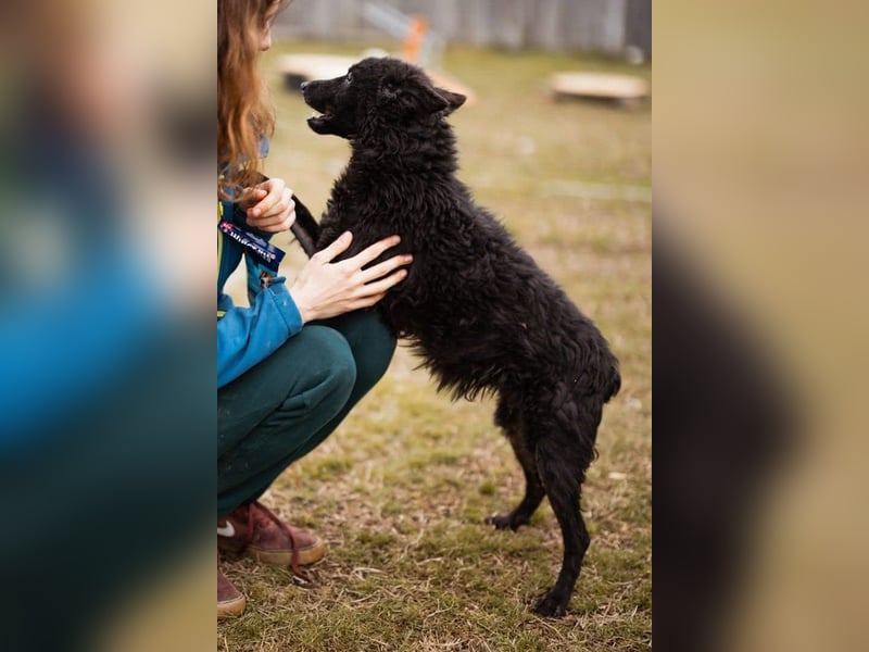 Kleine ♥Bella♥ sucht Schutz & Liebe