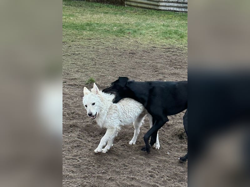 Oliver ❤️ wartet in 31621 Pennigsehl