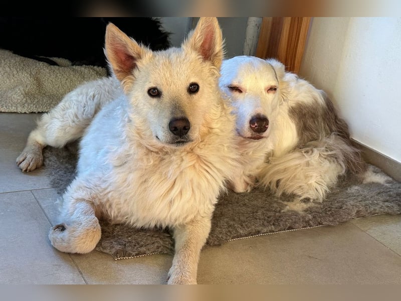 Oliver ❤️ wartet in 31621 Pennigsehl