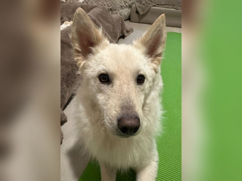 Oliver ❤️ wartet in 31621 Pennigsehl auf deinen Besuch
