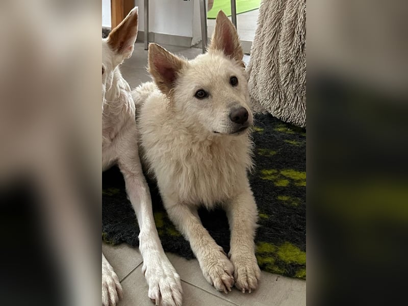 Oliver ❤️ wartet in 31621 Pennigsehl auf deinen Besuch
