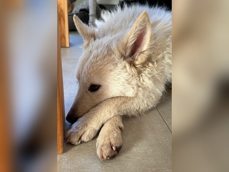 Oliver ❤️ wartet in 31621 Pennigsehl