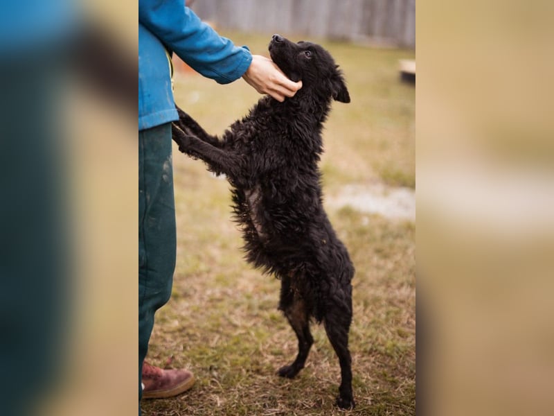 Kleine zarte ♥Bella♥ sucht Schutz & Liebe