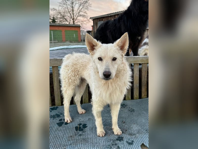 Oliver ❤️ wartet in 31621 Pennigsehl