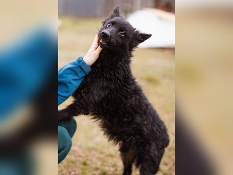 Kleine ♥Bella♥ sucht Schutz & Liebe