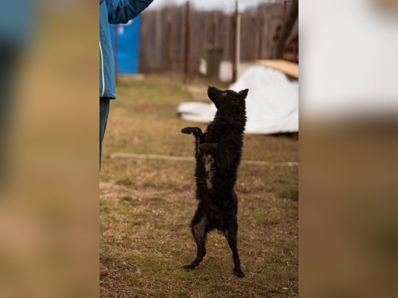 Kleine zarte ♥Bella♥ sucht Schutz & Liebe