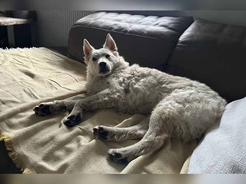 Oliver ❤️ wartet in 31621 Pennigsehl auf deinen Besuch