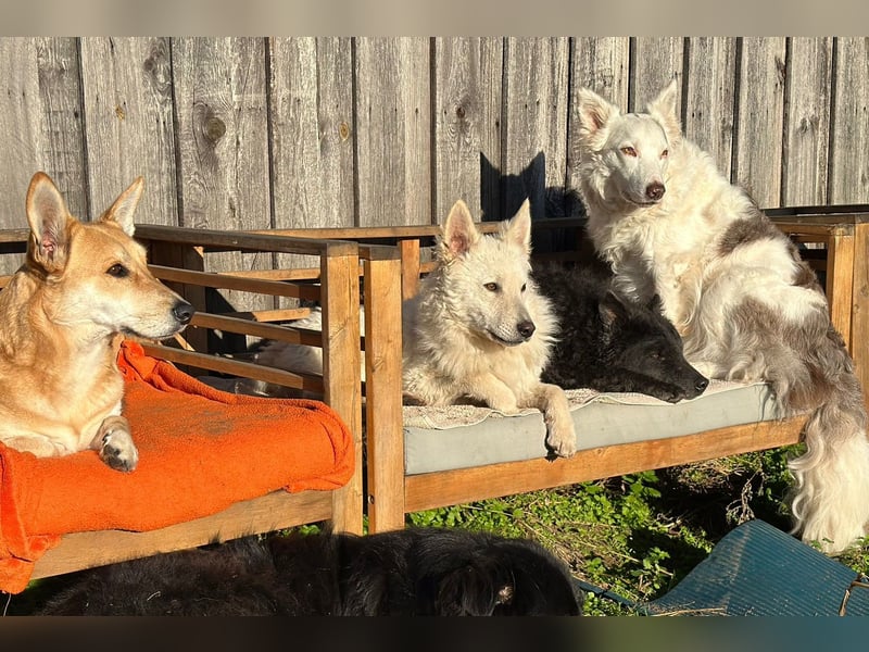 Oliver ❤️ wartet in 31621 Pennigsehl