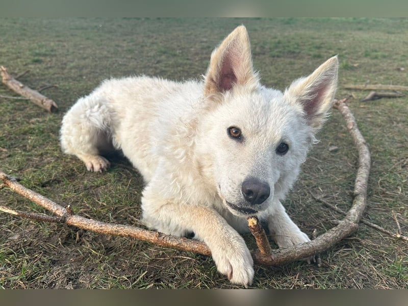 Oliver ❤️ wartet in 31621 Pennigsehl