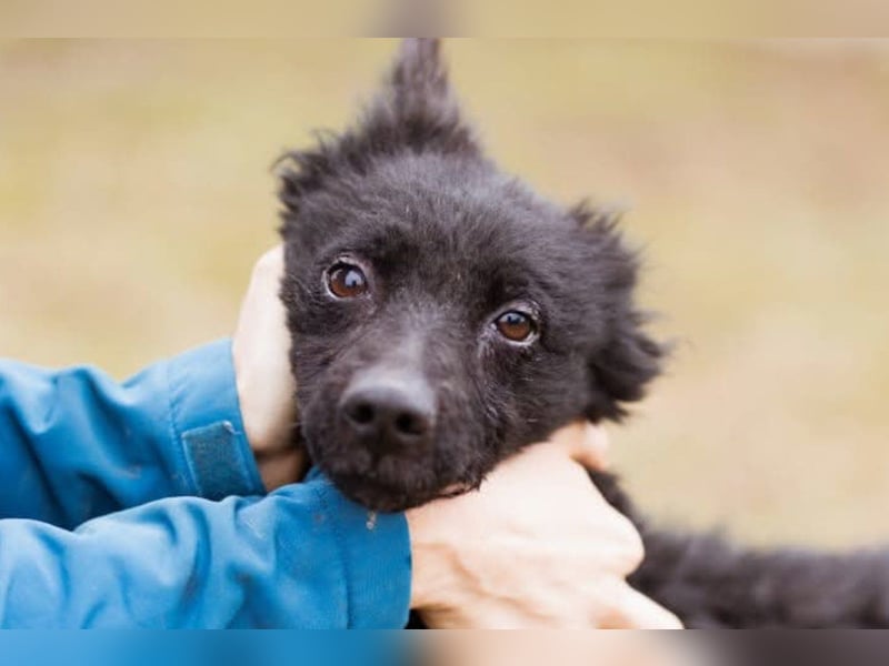 Kleine zarte ♥Bella♥ sucht Schutz & Liebe