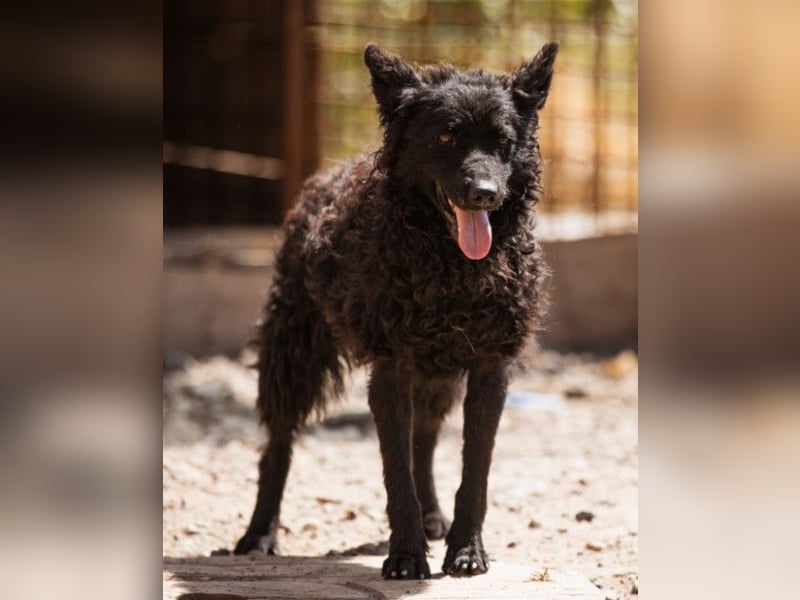 Bundo ❤️ sanfter, lieber, treuer Rüde sucht dich!