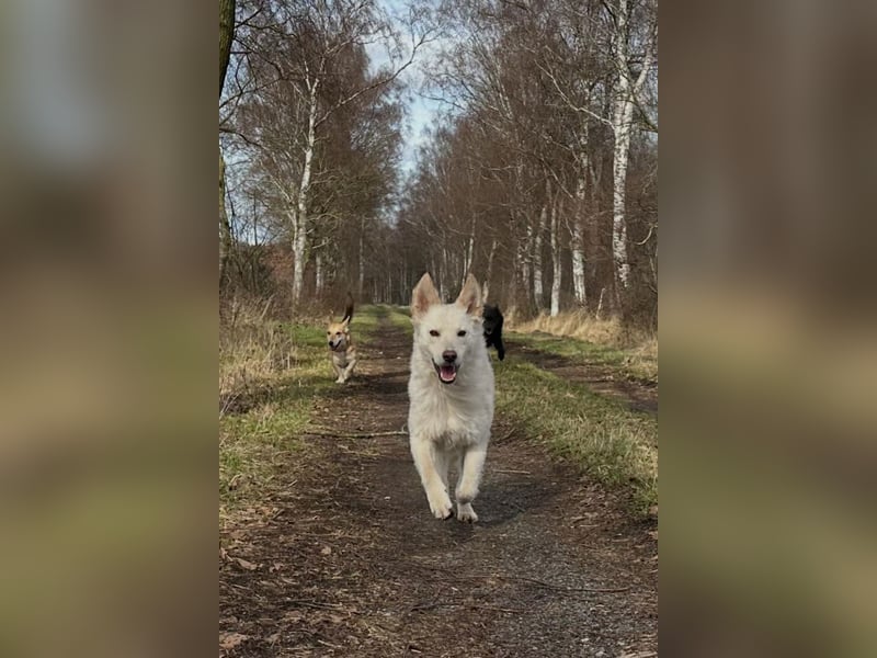 Oliver ❤️ wartet in 31621 Pennigsehl auf deinen Besuch