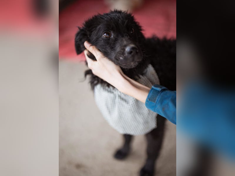 Kroat.Schäferhund LUCKY❤️bezaubernder Kuschelbär mit Köpfchen