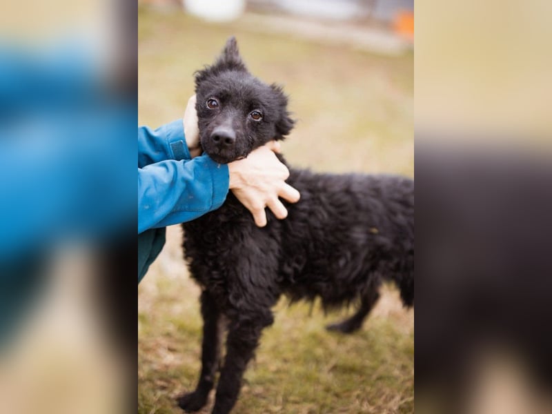 Kleine ♥Bella♥ sucht Schutz & Liebe