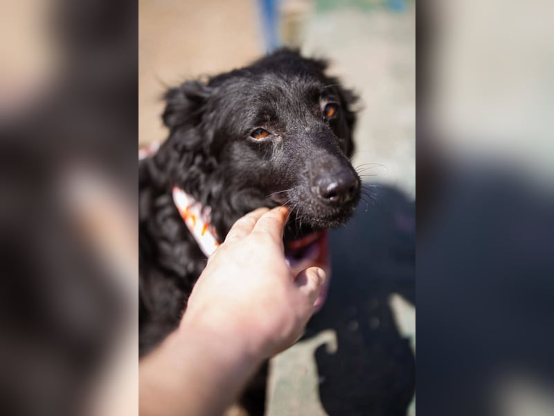 KIMI❤️ruhiges, liebes, verschmustes Kroat. Schäfi-Mädel
