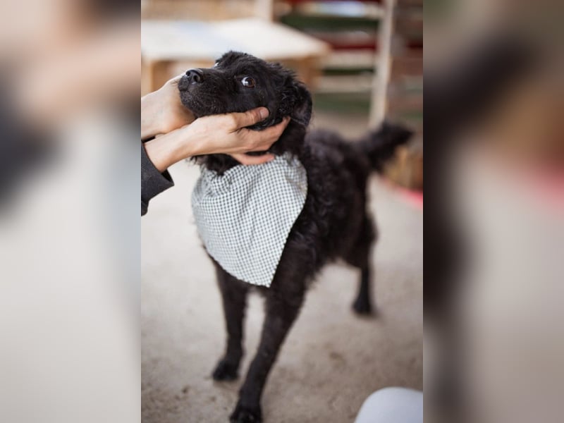 Kroat.Schäferhund LUCKY❤️bezaubernder Kuschelbär mit Köpfchen