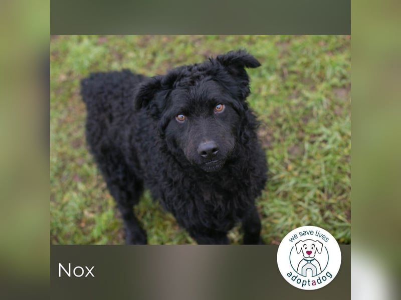 Nox 259187 sucht ein zu Hause