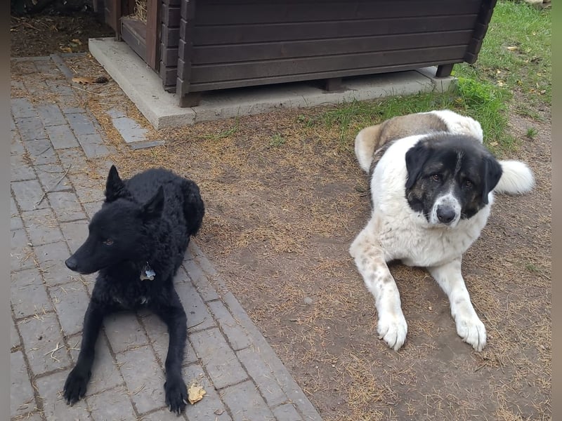 Chuck verliert sein Zuhause