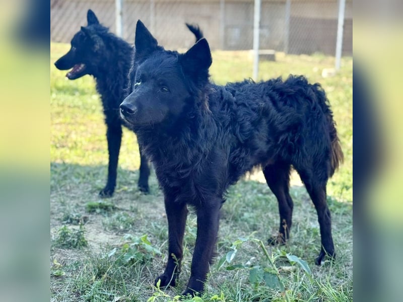 Tego ein Prachtexemplar mit Vergangenheit