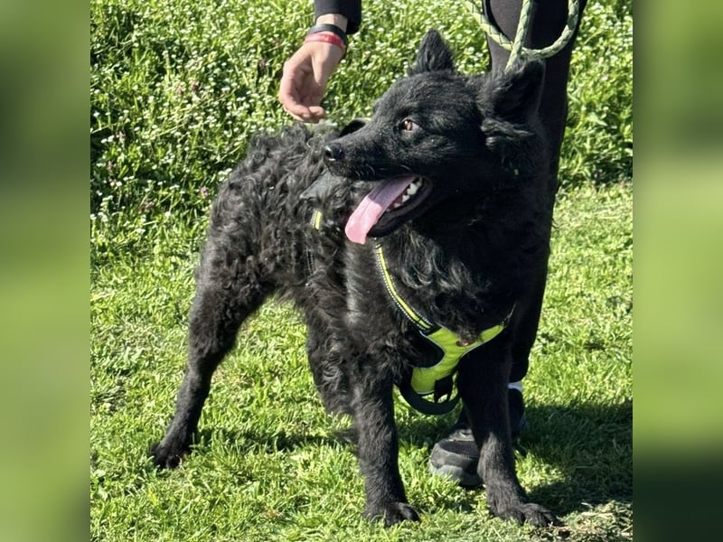 Lucian ein Prachtexemplar