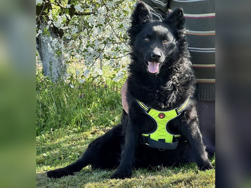 Lucian ein Prachtexemplar