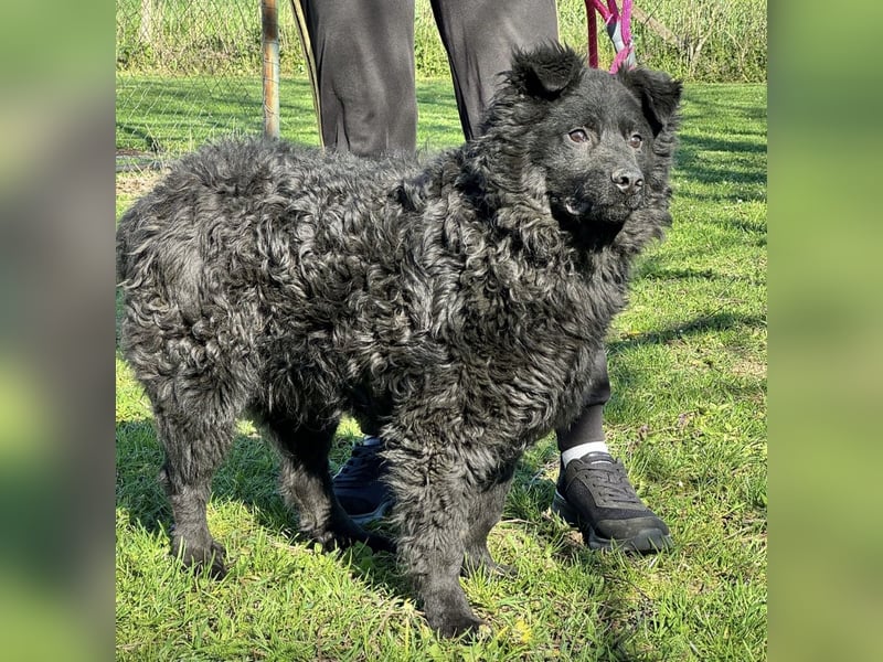 Brik - ein pummeliger Spatz