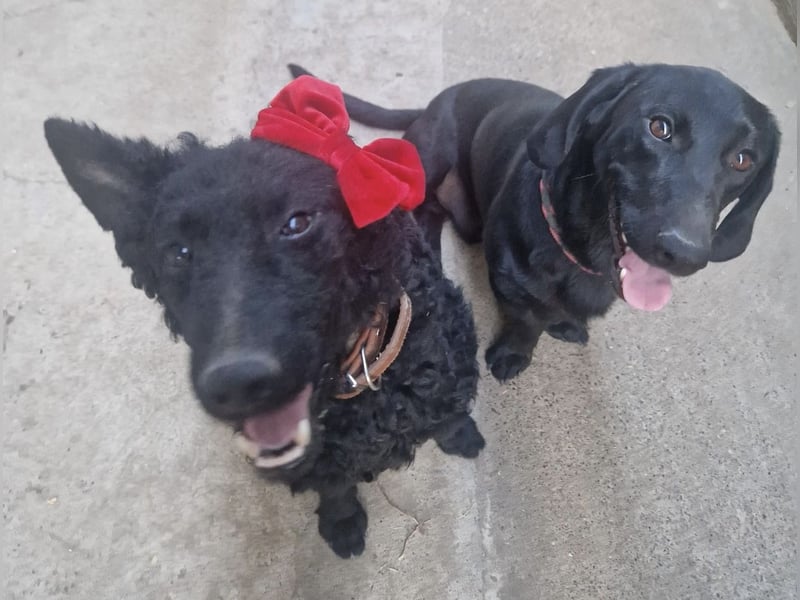 Ruška eine absolut liebenswerte Hündin