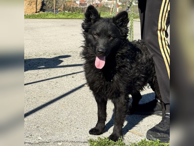 Lucian ein Prachtexemplar