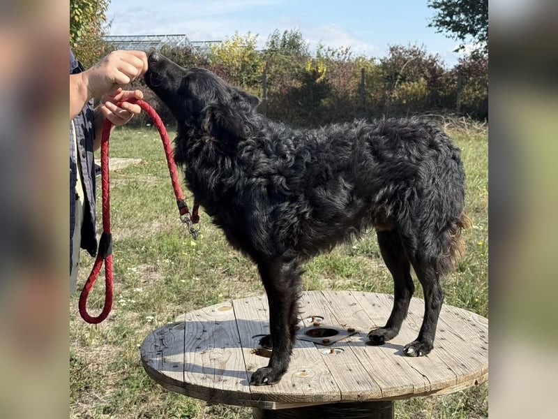 Tego ein Prachtexemplar mit Vergangenheit